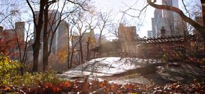Shot from my slider cinematography video. Using the leaves in the foreground to show the move and drive home the atmosphere.